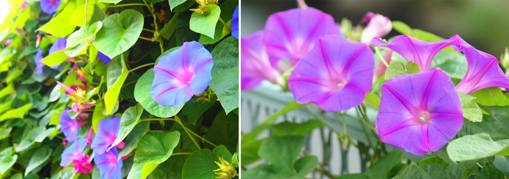 跟著節氣過生活 大暑