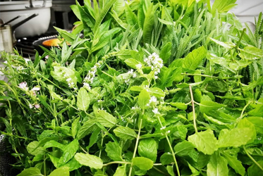 香草魔法：讓法式料理更迷人