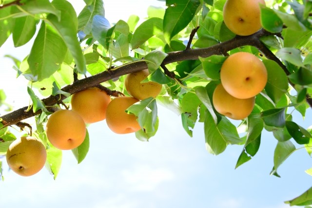 跟著節氣過生活 處暑