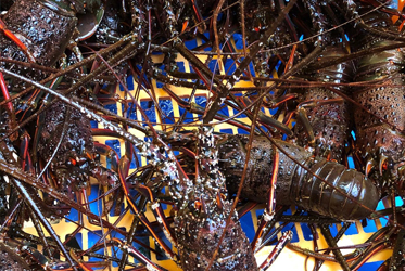 鮮活龍蝦入菜！