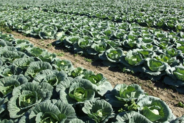 【跟著節氣過生活 寒露】