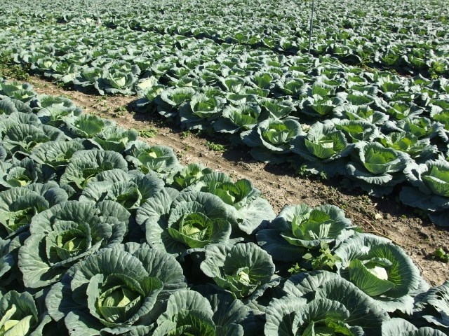 跟著節氣過生活 寒露