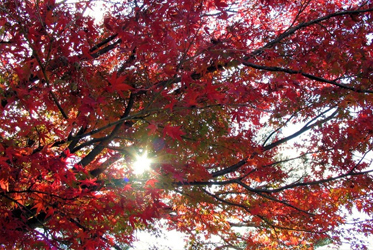 【跟著節氣過生活 立冬】