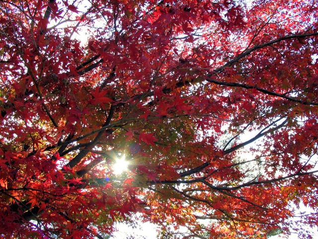 跟著節氣過生活 立冬