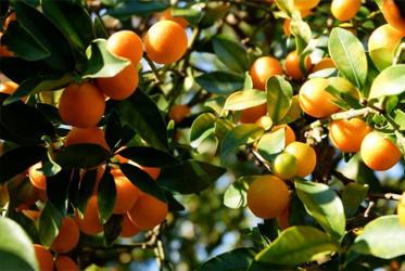 【跟著節氣過生活 小雪】