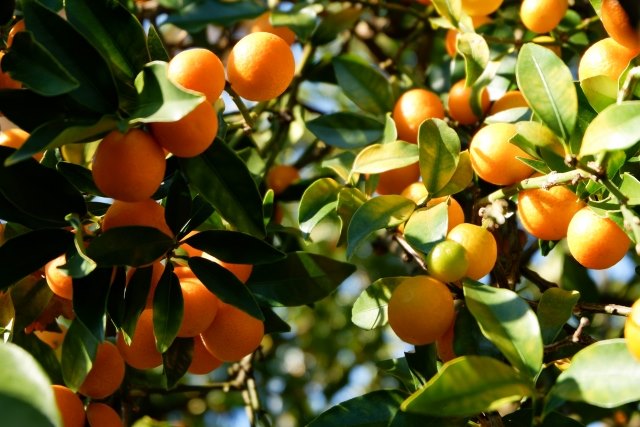跟著節氣過生活 小雪