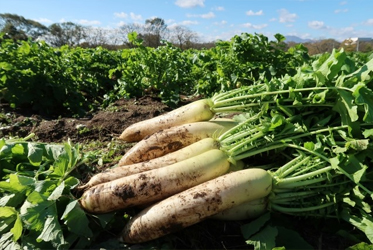 【跟著節氣過生活 大雪】