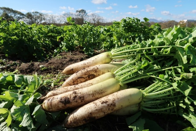 跟著節氣過生活 大雪