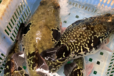 【坐漁莊的季節美味】