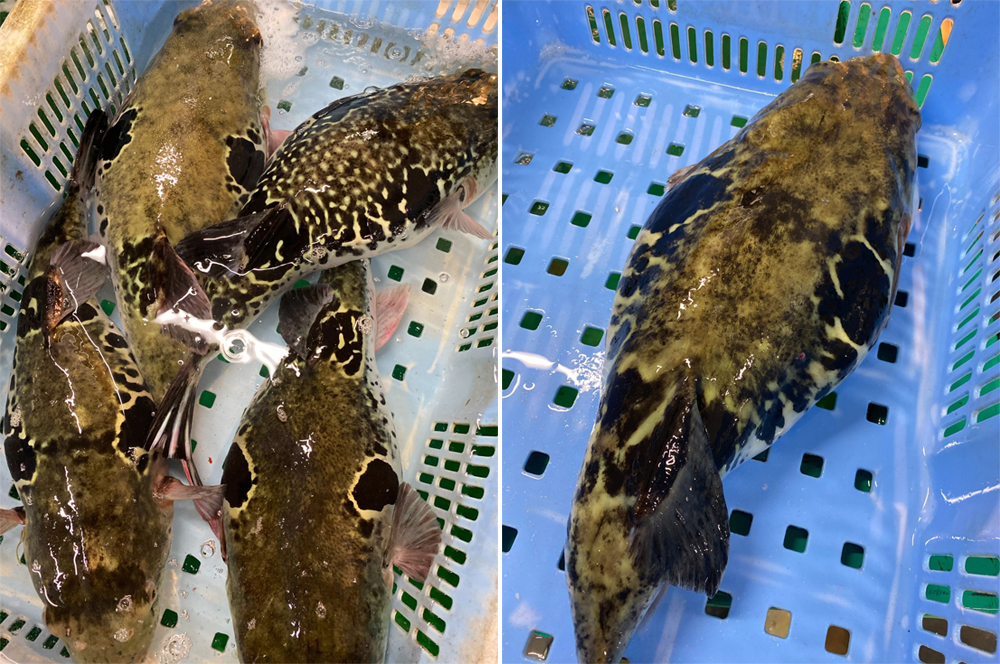 坐漁莊的季節美味