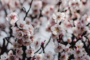 【跟著節氣過生活 小寒】