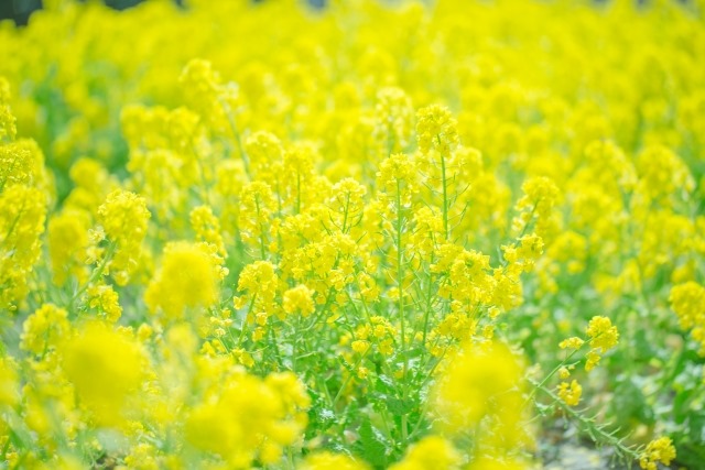 跟著節氣過生活 大寒