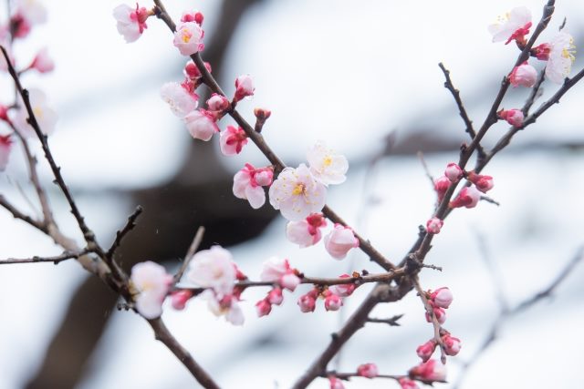【跟著節氣過生活 雨水