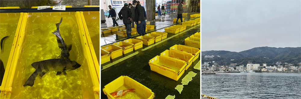 【井戶總料理長】親自嚴選！每日直送最新鮮海產