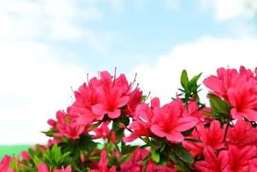 【跟著節氣過生活 驚蟄】