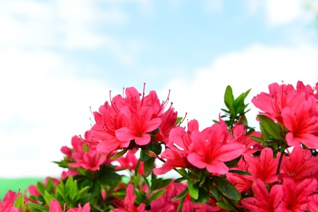 跟著節氣過生活 驚蟄