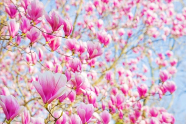 【跟著節氣過生活 春分】