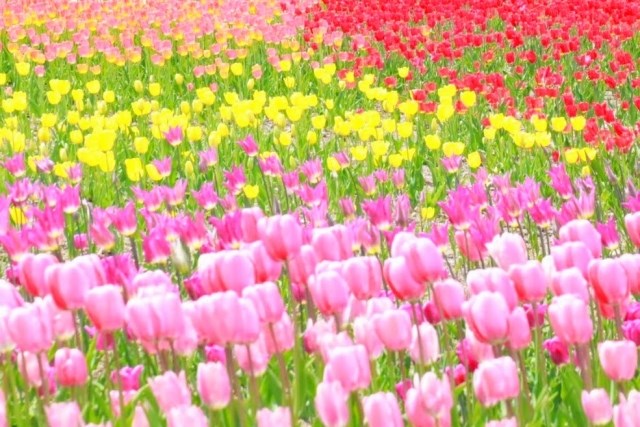 跟著節氣過生活 清明