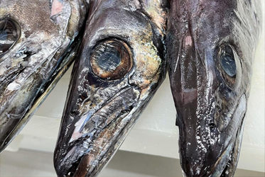 靜岡有一種魚叫做「紫金魚」