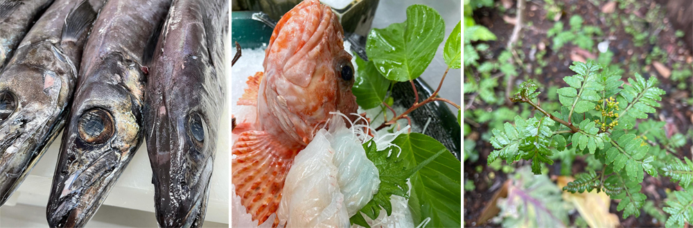 靜岡有一種魚叫做「紫金魚」