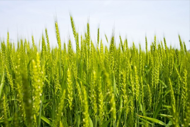 【跟著節氣過生活 小滿】