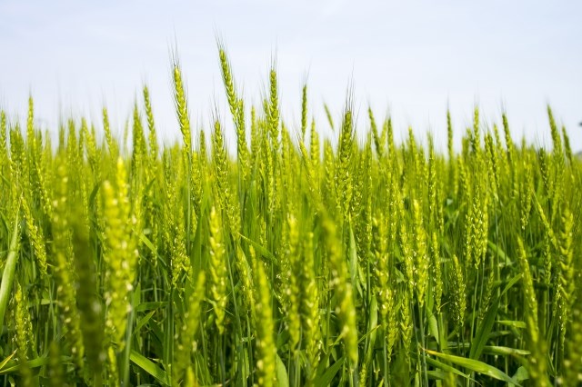 跟著節氣過生活 小滿