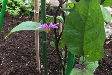 從種植中體悟食材的偉大