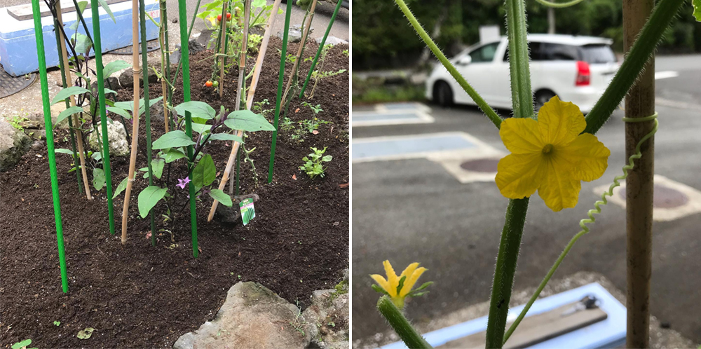 從種植中體悟食材的偉大