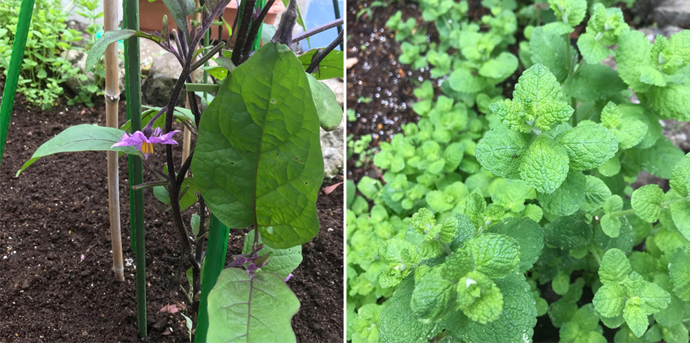 從種植中體悟食材的偉大