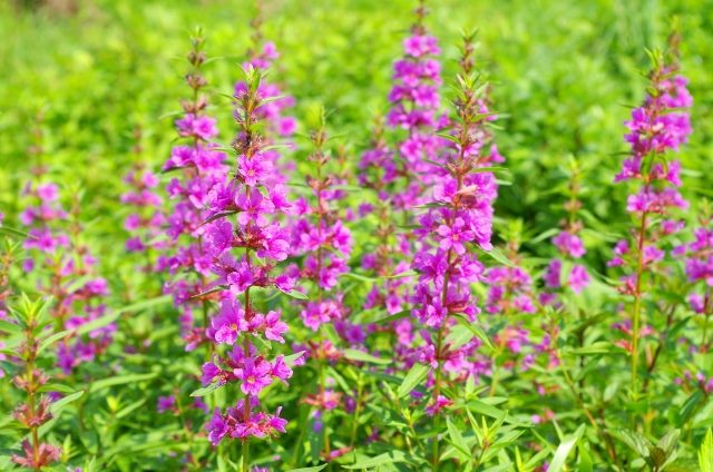 跟著節氣過生活 小暑