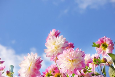 【跟著節氣過生活 處暑】