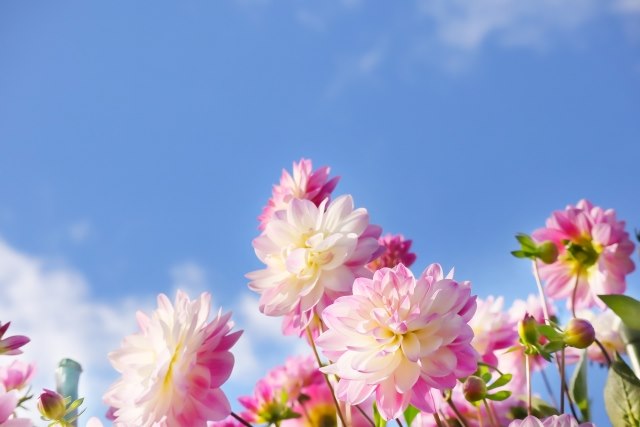 跟著節氣過生活 處暑