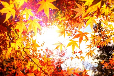 【跟著節氣過生活 霜降】