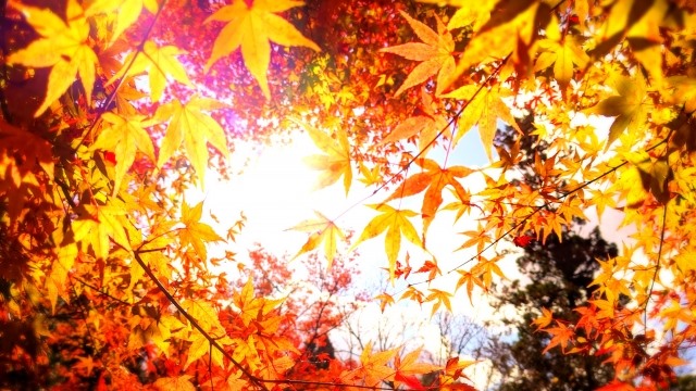 跟著節氣過生活 霜降