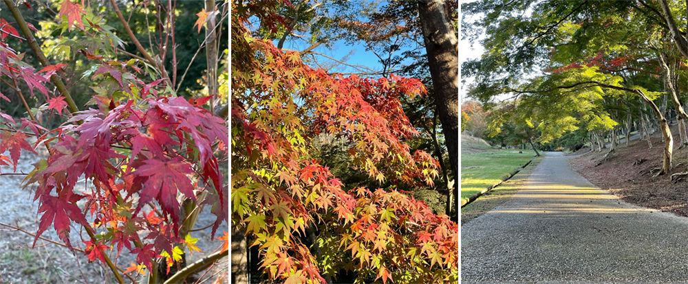伊豆秋季的觀光名勝