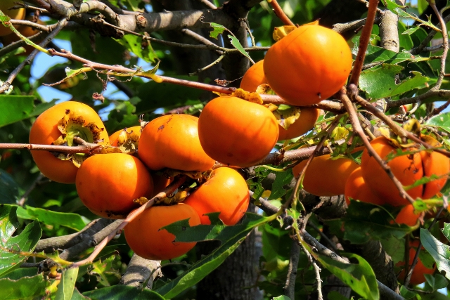 跟著節氣過生活 小雪