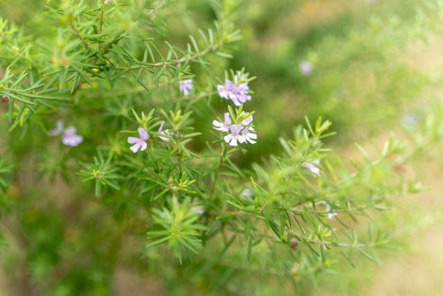 跟著節氣過生活 大雪