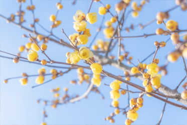 【跟著節氣過生活 小寒】