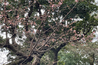 寒櫻綻放，春意早到