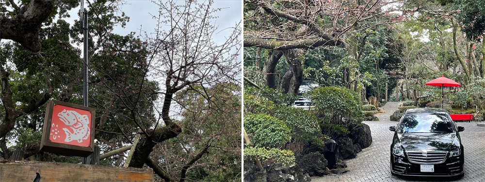 寒櫻綻放，春意早到