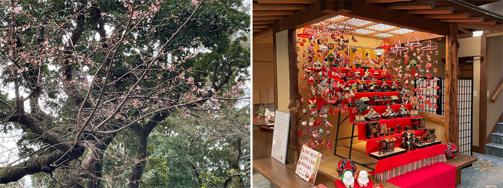 寒櫻綻放，春意早到