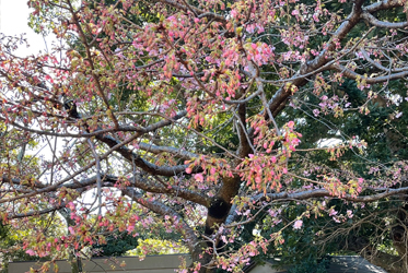 庭園的河津櫻花苞慢慢開花