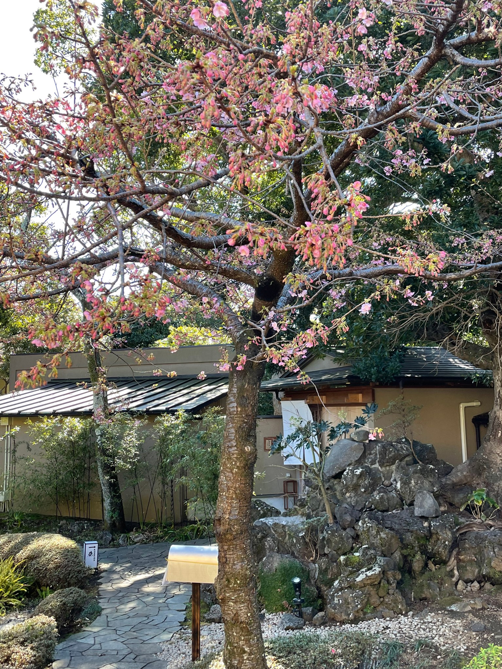 庭園的河津櫻花苞慢慢開花