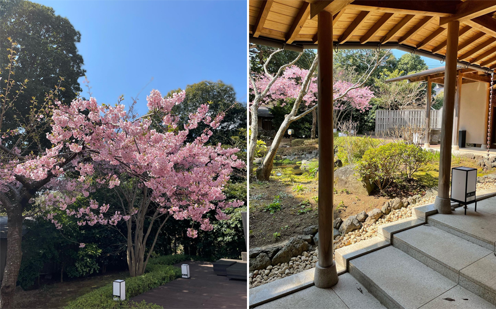 河津櫻綻放！ 和食餐廳庭園邀您賞櫻