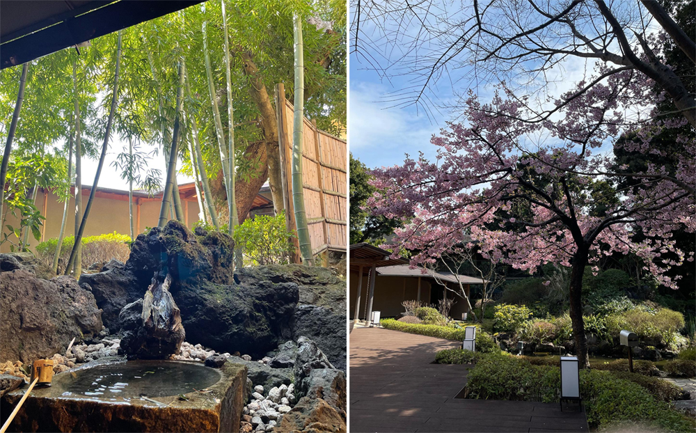 河津櫻綻放！ 和食餐廳庭園邀您賞櫻