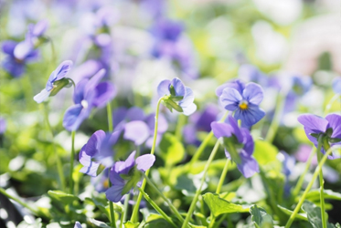 【跟著節氣過生活 驚蟄】