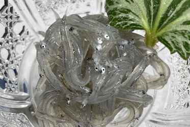 魩仔魚和食鮮體驗