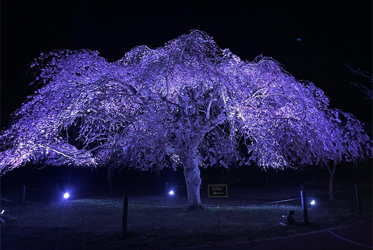 靜岡櫻花之里 櫻花盛開