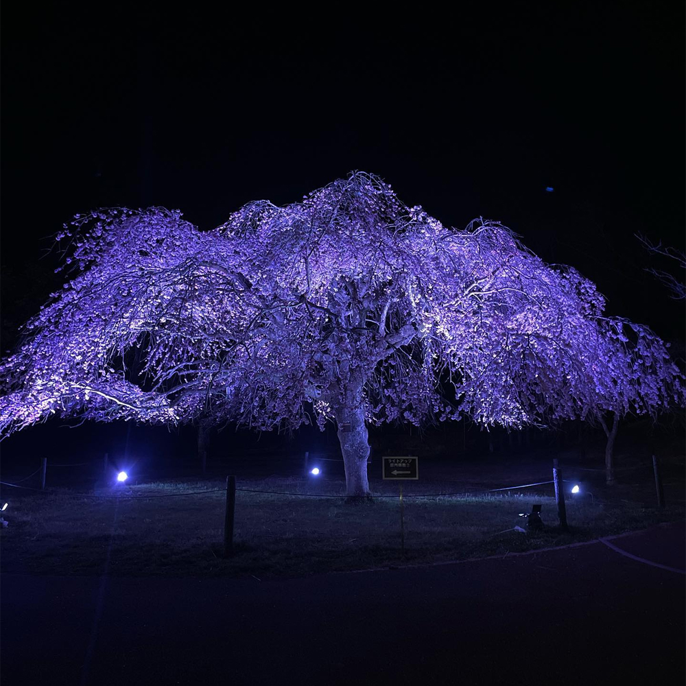 靜岡櫻花之里 櫻花盛開