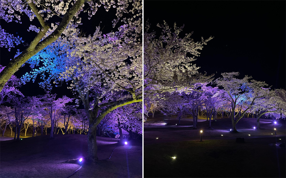 靜岡櫻花之里 櫻花盛開